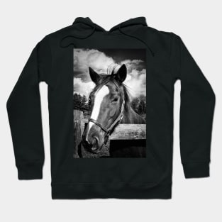 Horse Portrait Hoodie